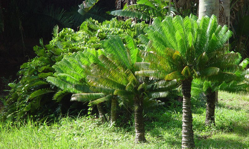 Cienfuegos's Botanical Garden