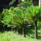 Cienfuegos's Botanical Garden